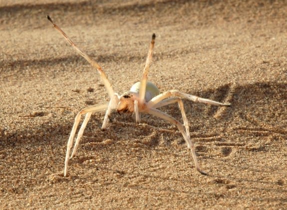 This agile spider (<em>Cebrennus rechenbergi</em>) cartwheels its way out of danger.