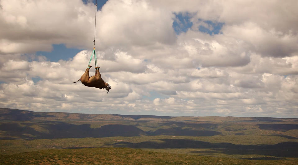 Airlifting Rhinos