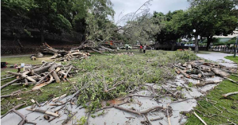 因為榕樹的樹根已經整個露出地面，樹根也斷裂，無法挽救因此只能將整棵榕樹移除。（圖／報系資料照）