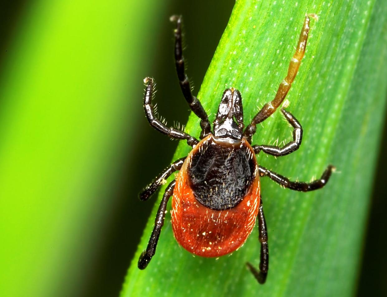 <span class="caption">Ticks cause many human diseases, including Lyme disease.</span> <span class="attribution"><a class="link " href="https://www.gettyimages.com/detail/photo/tick-royalty-free-image/1251378611?adppopup=true" rel="nofollow noopener" target="_blank" data-ylk="slk:fhm via Getty Images;elm:context_link;itc:0;sec:content-canvas">fhm via Getty Images</a></span>