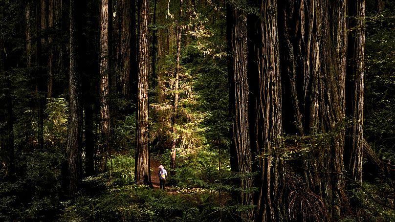 The Redwood National Park in California.