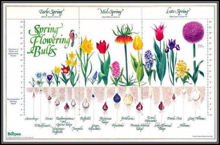 <span class="caption">Spring bulbs in order of flowering.</span>