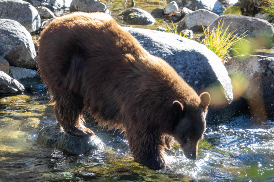 A Cinnamon Black Bear fishes in Taylor Creek in the Lake Tahoe Basin.<p>Shutterstock/Lisa Parsons</p>