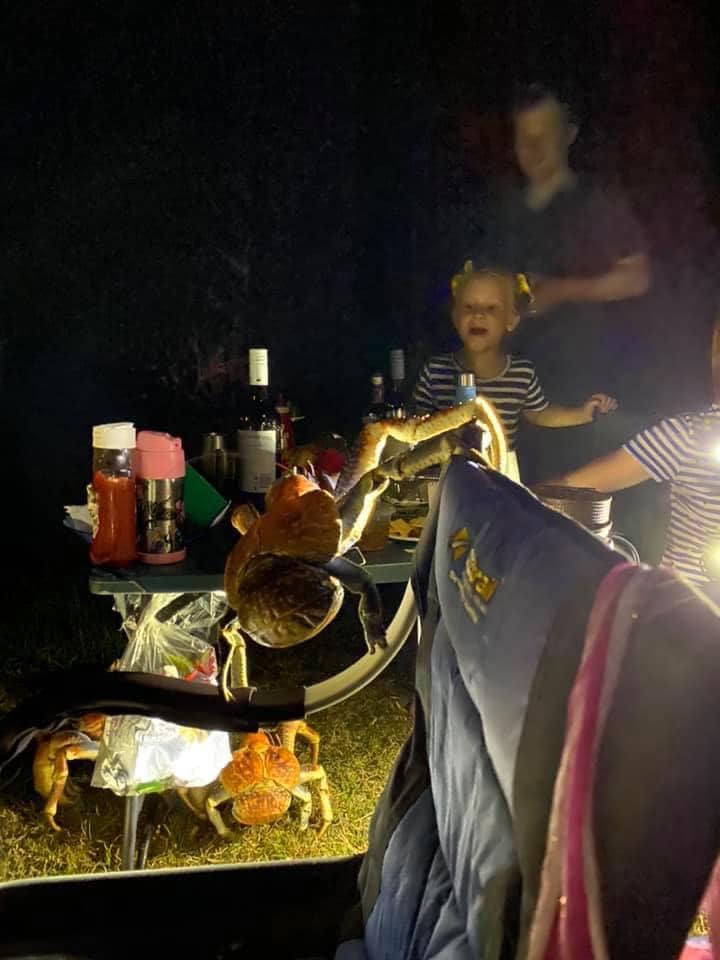 Pictured is a crab crawling into the top of a camping chair.