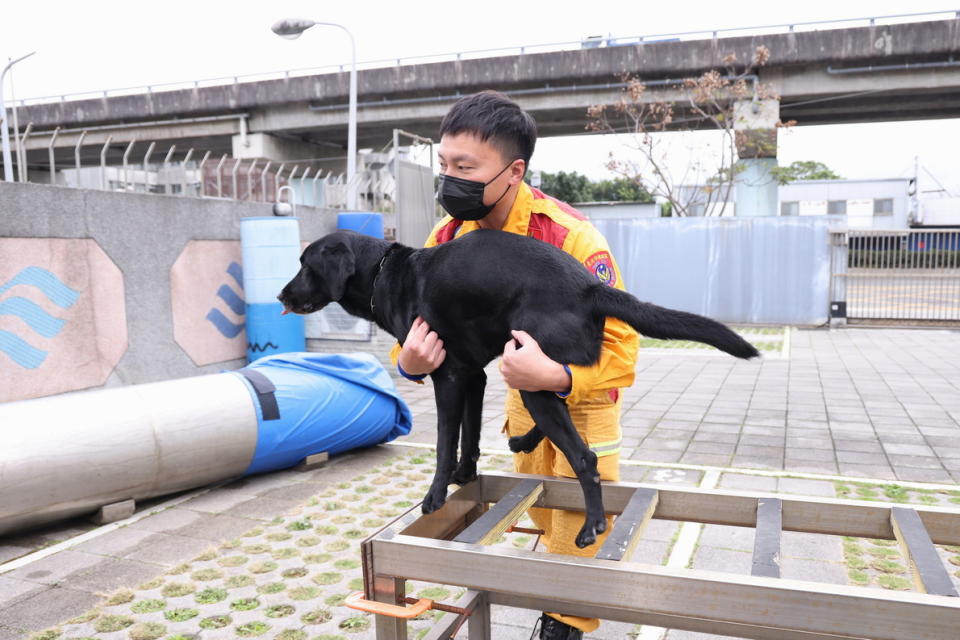 領犬員訓練時會避免搜救犬做太多跳躍動作，減少耗損。圖／陳賜哿攝