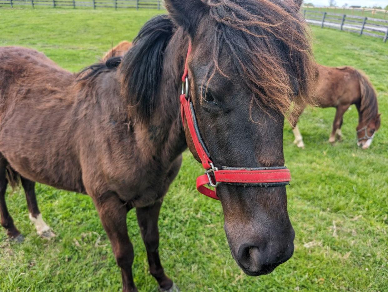 Consider adopting these horses with the Kentucky Humane Society.