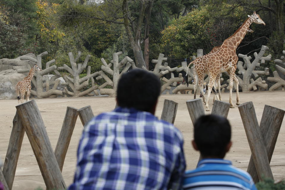 A two-month-old giraffe, left, stands in her enclosure at the Chapultepec Zoo in Mexico City, Sunday, Dec. 29, 2019. The city zoo is celebrating its second baby giraffe of the year. Giraffes are considered “vulnerable” because the species faces significant habitat loss in the 17 countries in sub-Saharan Africa, where they reside. (AP Photo/Ginnette Riquelme)