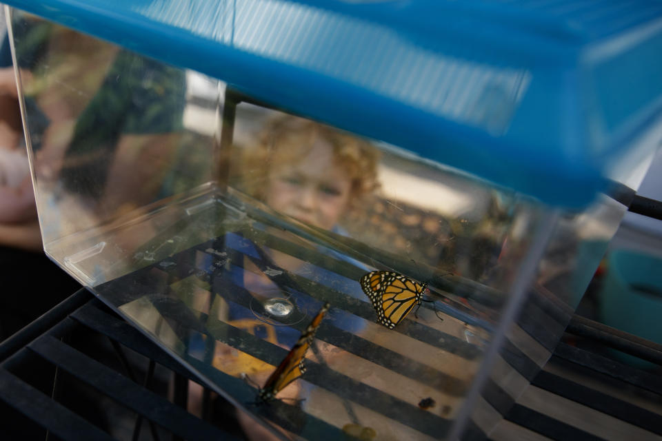 Thomas Powell, 3, looks at two newly emerged monarch butterflies in a container that are about to be released in Laura Moore's yard in, Greenbelt, Md., Friday, May 31, 2019. Despite efforts by Moore and countless other volunteers and organizations across the United States to grow milkweed, nurture caterpillars, and tag and count monarchs on the insects' annual migrations up and down America, the butterfly is in trouble. (AP Photo/Carolyn Kaster)