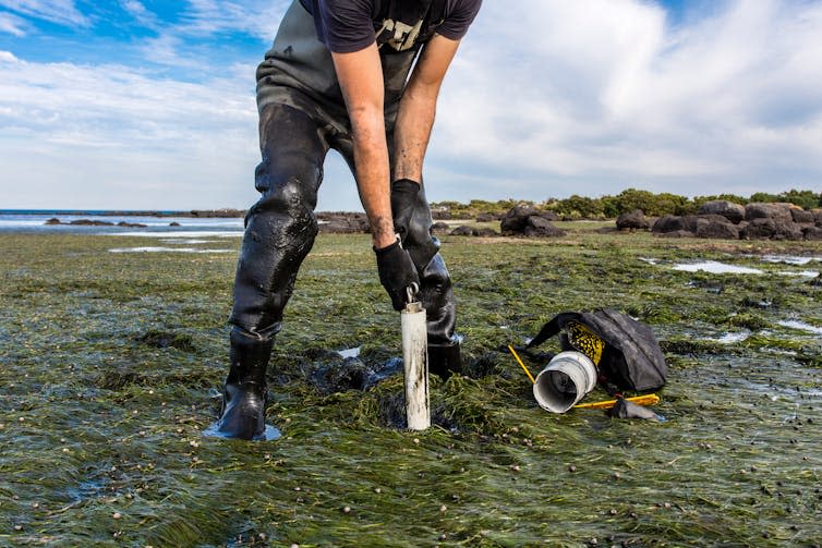 green shore, man in boat with gloves placing white sampling equipment on seabed