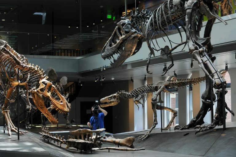 Des squelettes de tyrannosaure bébé (au centre), juvénile (à gauche), et jeune adulte (à droite) exposées au musée d'histoire naturelle de Los Angeles, en Californie, le 7 juillet 2011 (ROBYN BECK)