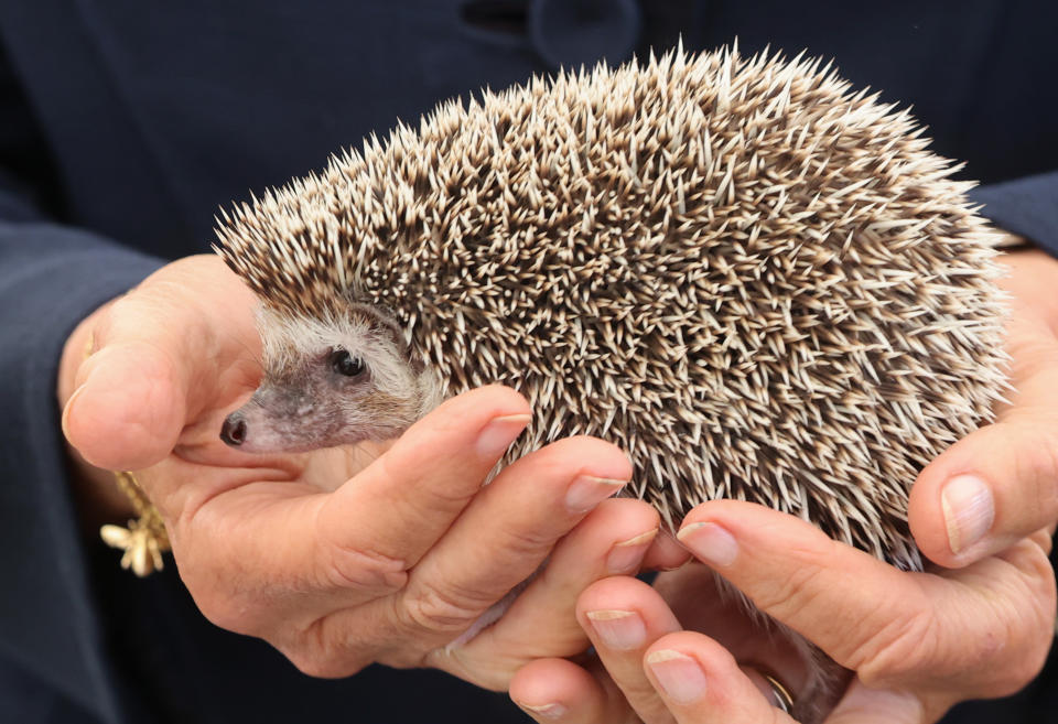 <p>The Duchess of Cornwall holds a hedgehog during a visit to the Great Yorkshire Show at the Great Yorkshire Showground in Harrogate, North Yorkshire. Picture date: Thursday July 15, 2021.</p>
