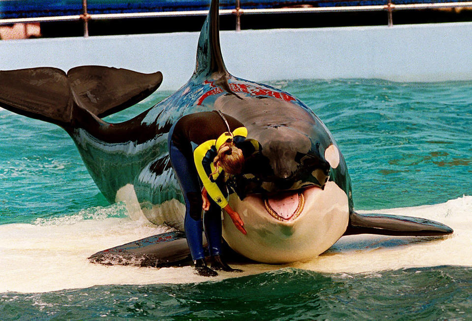 FILE - Trainer Marcia Hinton pets Lolita, a captive orca whale, during a performance at the Miami Seaquarium in Miami, March 9, 1995. The Miami Seaquarium, an old-Florida style tourist attraction that was home to Lolita, the beloved Orca that died last year, is being evicted from the waterfront property it leases from Miami-Dade County. Miami-Dade County cited a “long and troubling history of violations” in a lease termination notice sent Thursday, March 7, 2024 to the chief executive officer of The Dolphin Company, which owns the Seaquarium. (Nuri Vallbona/Miami Herald via AP, File)