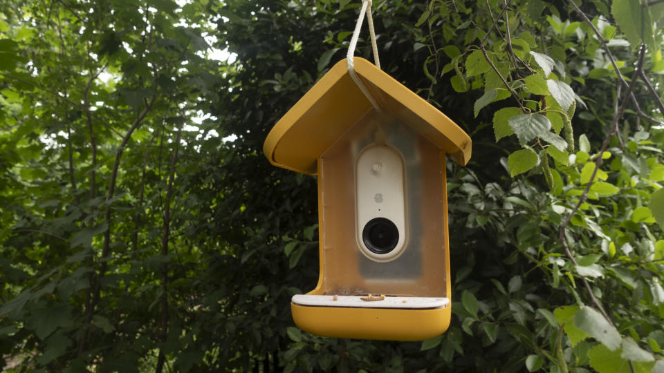 Bird Buddy Smart Bird Feeder camera hanging from a garden tree