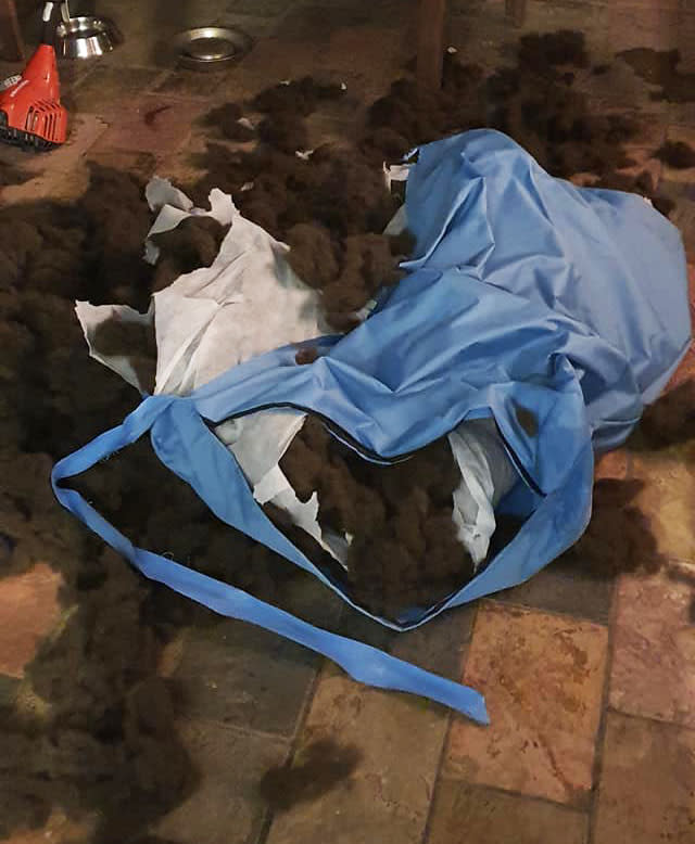 Kmart's chew resistant pet bed destroyed by puppy furious pet owners slam false advertising