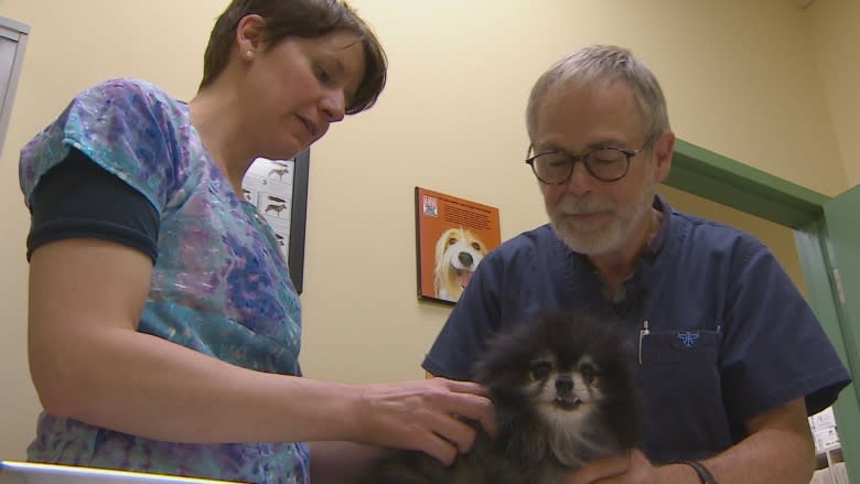 Opioid abusers could be 'doctor shopping' with pets, vet warns