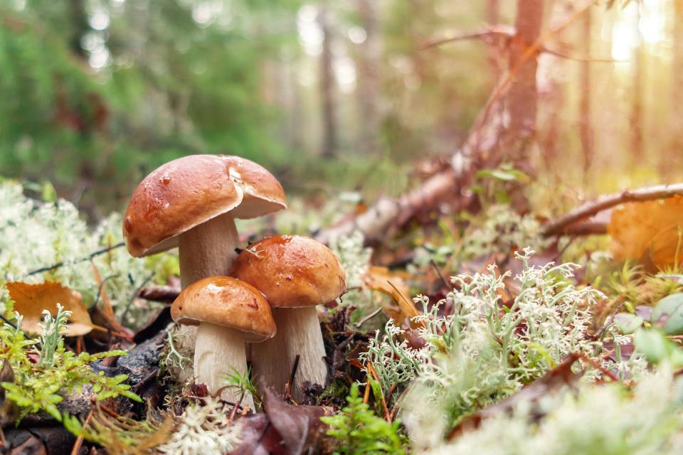 photo of mushrooms on the forest floor where deer will likely eat them