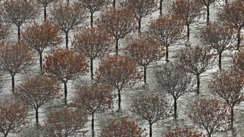 A flooded pistachio grove.