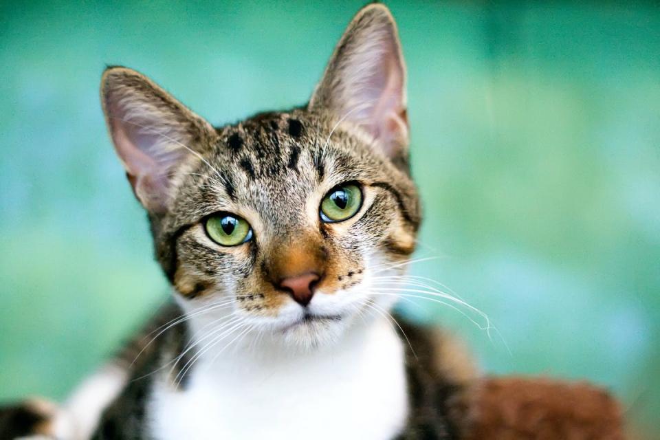 <span class="caption">Exposure to tobacco smoke can cause cancer in cats and dogs.</span> <span class="attribution"><a class="link " href="https://www.gettyimages.com/detail/photo/tabby-cat-with-green-eyes-looking-at-camera-royalty-free-image/89781261?adppopup=true" rel="nofollow noopener" target="_blank" data-ylk="slk:Lysandra Cook/Moment via Getty Images;elm:context_link;itc:0;sec:content-canvas">Lysandra Cook/Moment via Getty Images</a></span>