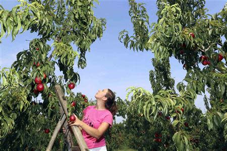 A worker gathers peaches at an orchard confiscated from the Camorra clan, or the local mafia, in Chiaiano next to Scampia, district of northern Naples, August 21, 2013. REUTERS/Alessandro Bianchi