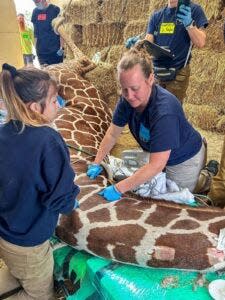 Kendi, a 4-year-old giraffe at the Milwaukee County Zoo, required surgery in April 2024. Here, members of the animal care team massage his neck while he's immobilized to prevent cramping.