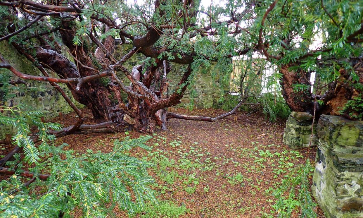 <span>‘The tree, in truth, is much reduced since 1769, when it was lassoed by Daines Barrington and measured at 15.9 metres.’</span><span>Photograph: Mark Cocker</span>