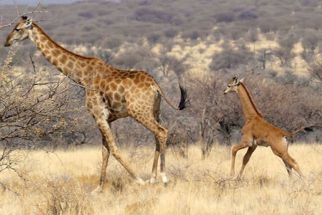 <p>Eckart Demasius & Giraffe Conservation Foundation</p> Spotless Angolan giraffe calf photographed in Namibia with mother