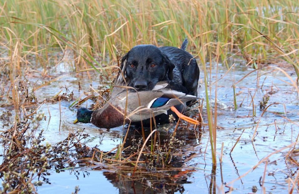 Tess, a Labrador retriever owned by Jim Henning of Grafton, Wis., retrieves a drake mallard shot on a duck hunt at Delta Marsh, Manitoba.