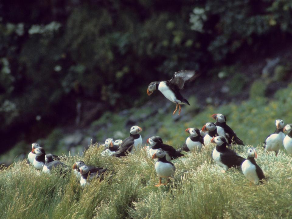 A group of puffins photographed in Iceland in 1976.