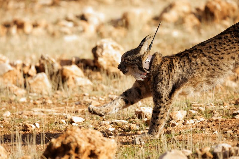 Una hembra de lince ibérico, un felino en peligro de extinción, llamada Ilexa es liberada junto a otros cuatro linces, como parte del proyecto europeo 'Life LynxConnect' para recuperar esta especie en la sierra de Arana, en Iznalloz, cerca de Granada