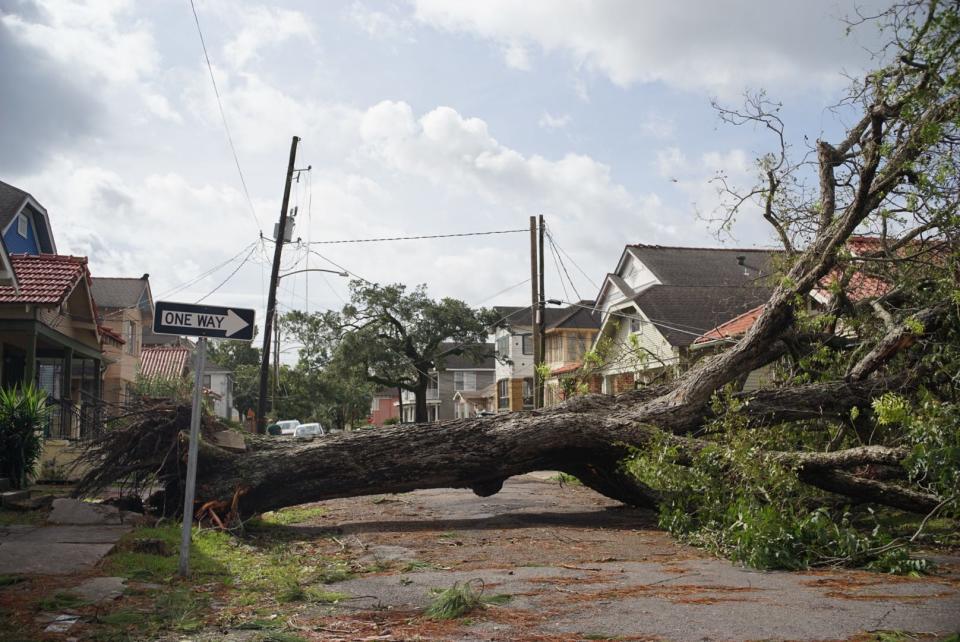 A tree blocks a road