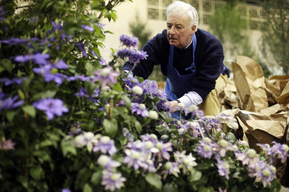 This Feb. 28, 2013 photo shows Raymond Evison working on his installation featuring clematis flowers, in preparation for the annual Philadelphia Flower Show at the Pennsylvania Convention Center in Philadelphia. More than 270,000 people are expected to converge on the Pennsylvania Convention Center for the event, which runs through March 10. Billed as the world's largest indoor flower show, it's also one of the oldest, dating back to 1829. (AP Photo/Matt Rourke)