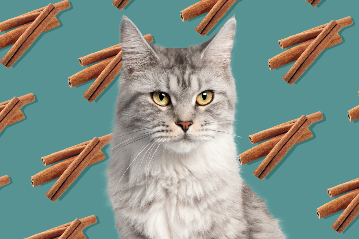 cat with a background pattern of cinnamon sticks; is cinnamon bad for cats?