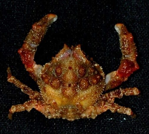 A likely new species of Petalomera crab from the deep sea, discovered during a 2011 expedition to the Philippines. View more images on LiveScience.com. (Photo credit: California Academy of Sciences)