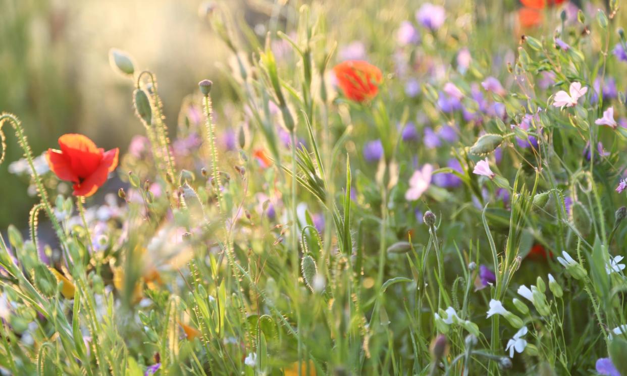 <span>Gardens allowed to grow a little wild can be a lifeline for struggling pollinator populations – in rural as well as urban areas. </span><span>Photograph: kirin_photo/Getty Images/iStockphoto</span>