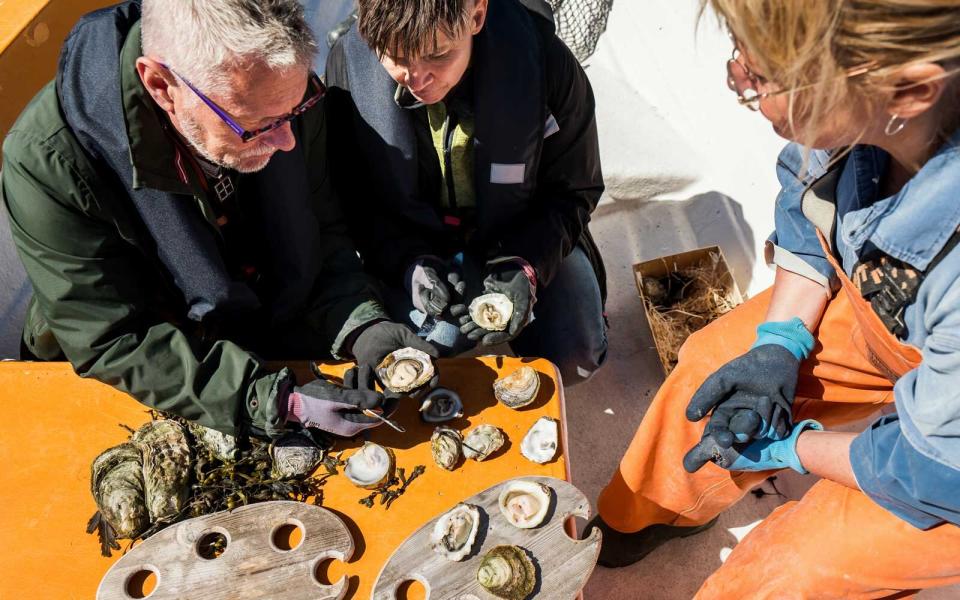 Seaweed and seafood safari in Sweden with Airbnb Experiences