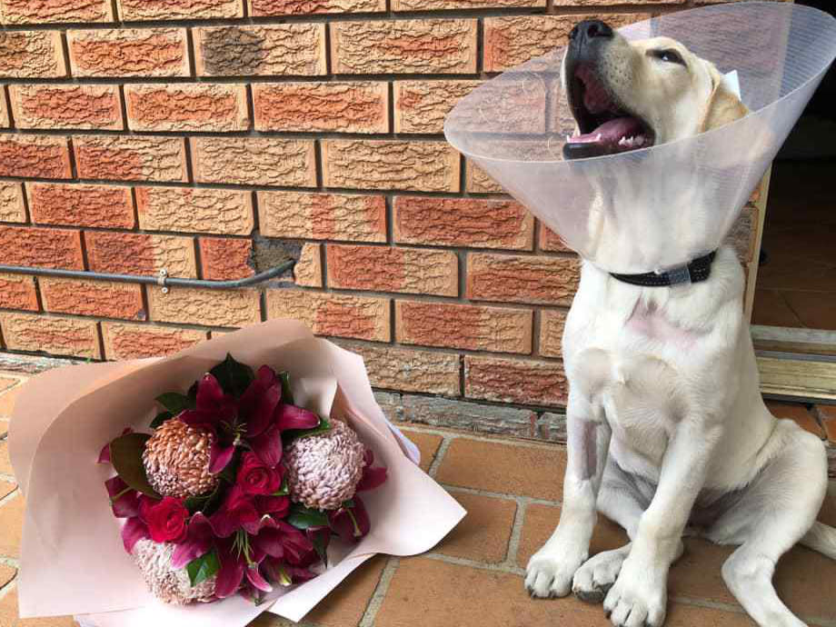 Rosebud the assistance dog recovering from the attack and is pictured with her with her elizabethan collar