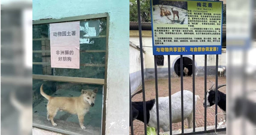 大陸一名遊客李先生趁著五一連假前往衡陽動物園遊玩，沒想到進入後卻發現，籠子裡關著的是雞、狗、羊，完全沒看到獅子和梅花鹿。（圖／翻攝大皖新聞）