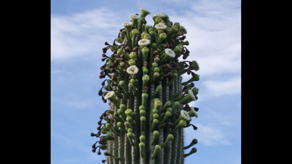 A rare phenomenon is unfolding in Arizona: Saguaros cacti, which live centuries, have erupted in blooms that are spreading across their bodies like a rash.