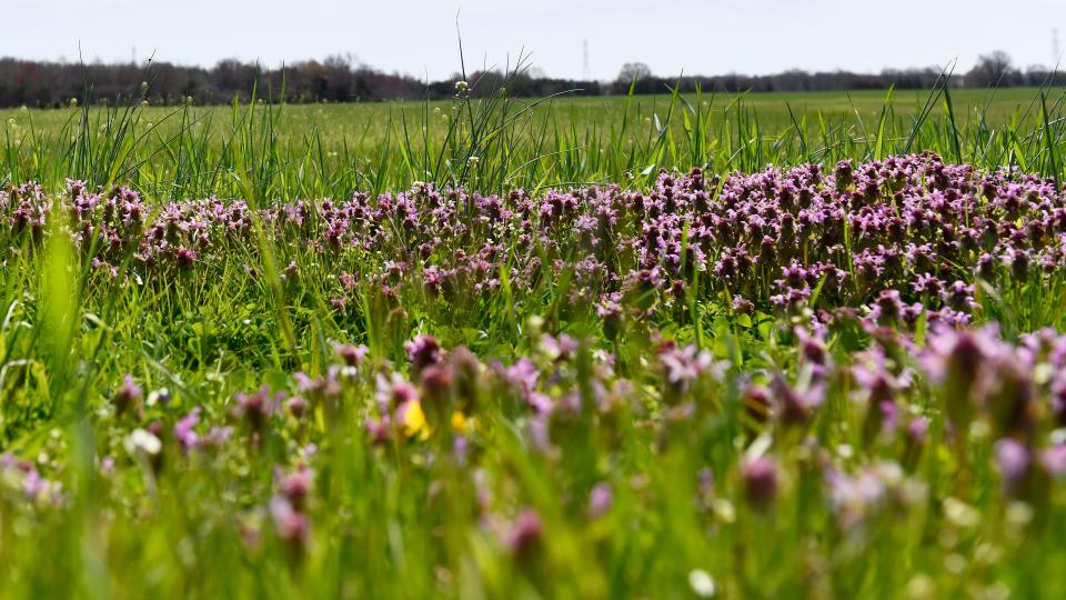 Wildflowers grow on farmland that was the focus of a Burlington County Superior Court fight between Springfield Township and housing developer D.R. Horton. Springfield won a decision blocking the project as contrary to good planning. PHOTO: April 9, 2024.
