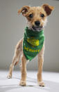 <p>Team: Ruff<br> From: Animal Friends Humane Society<br> (Photo: Animal Planet) </p>