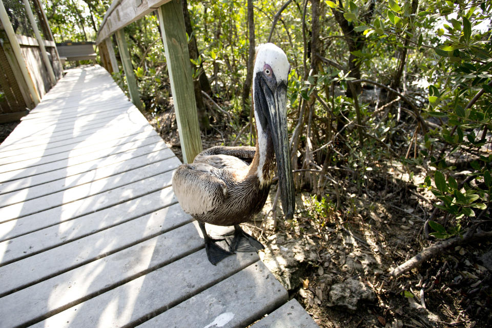 In this Feb. 12, 2013 photo, a pelican patrols the sidewalk at the Florida Keys Wild Bird Center in Key Largo, Fla. Head to the Florida Keys Wild Bird Center to see rescued and rehabilitated wild birds. The bird sanctuary accepts donations but has free admission. (AP Photo/J Pat Carter)