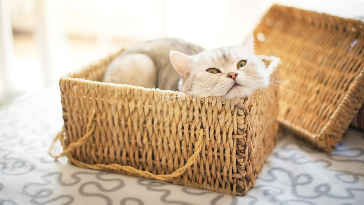  Cat squeezed into wicker basket. 