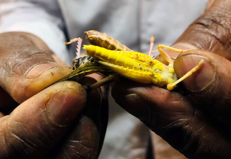 A scientist handles a locust used for research inside a laboratory at the International Centre of Insect Physiology and Ecology (ICIPE) in Nairobi