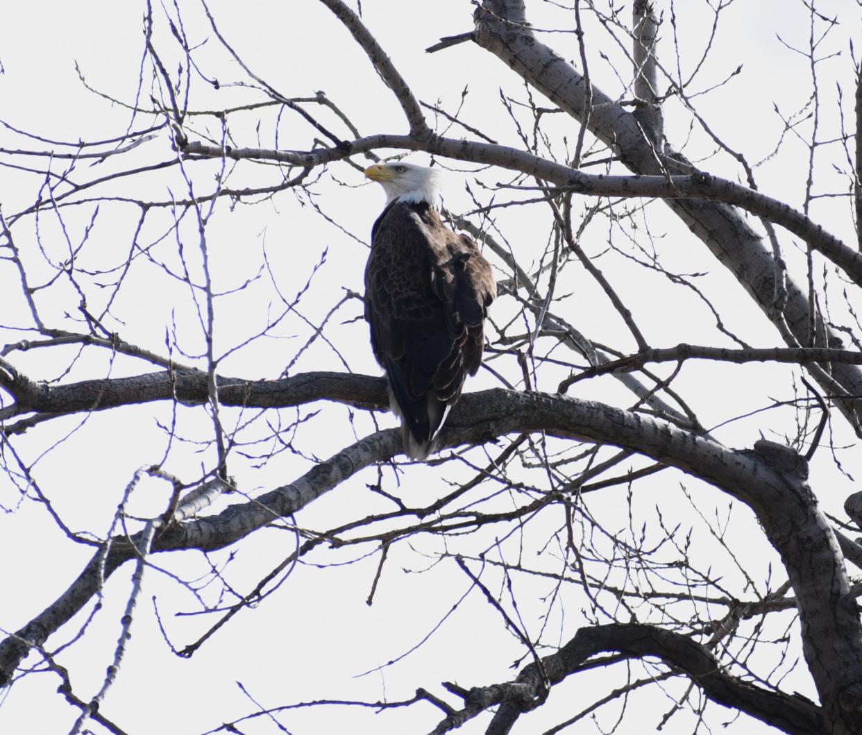 Once an endangered species, bald eagles have rebounded and even flourished in Ottawa County.
