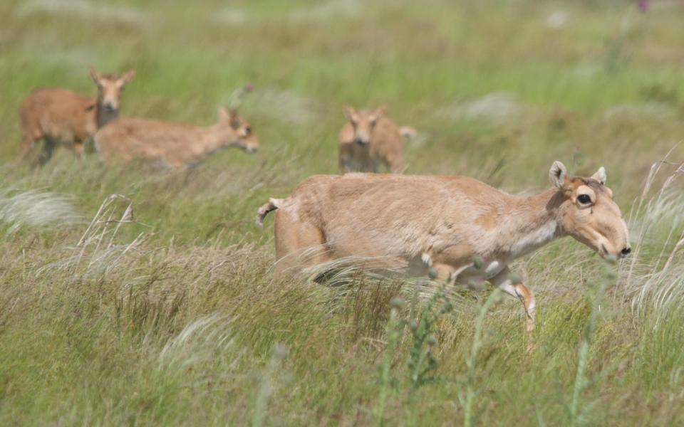 Conservation efforts have pushed numbers of Saiga antelopes in Kazakhstan from just 39,000 in 2005 to about two million in 2023