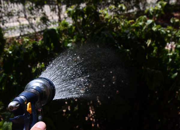 overhead shot of someone watering with hose