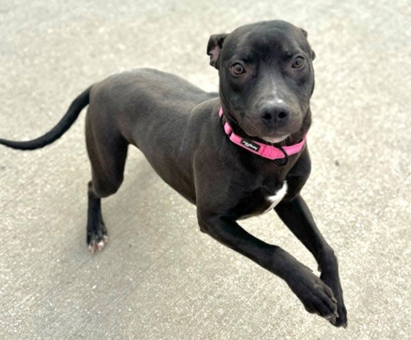 Mariah, a 13-month-old female black-and-white terrier, has been at MADACC since May 9.