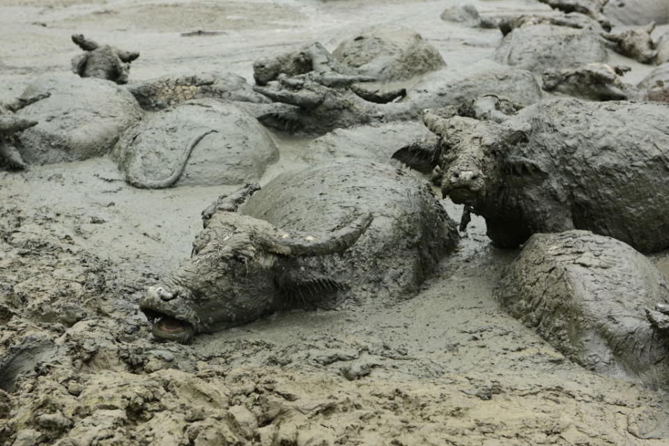 Water buffaloes wallow in muddy pool to cool off in Enshi