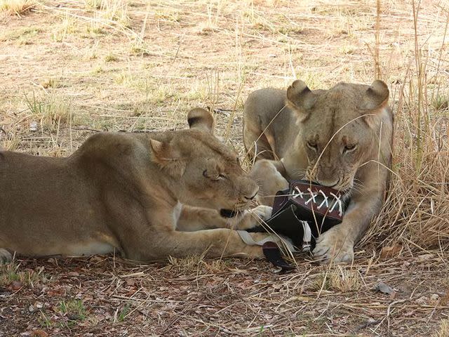 <p>Courtesy of Diana and Stacy Fiorentinos</p> Two lions examining the bag they took from Diana Fiorentinos during her safari in Namibia