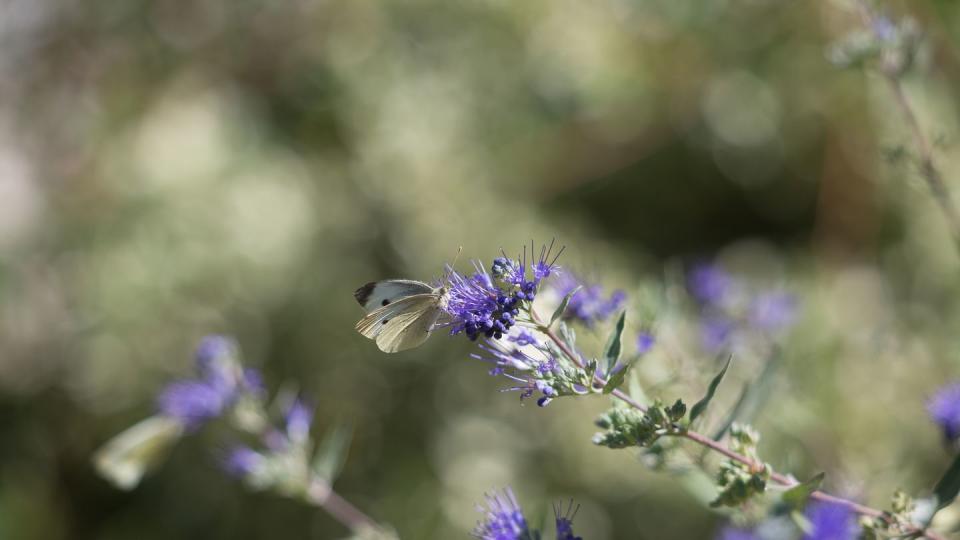 butterfly on a bluebeard flower shrub